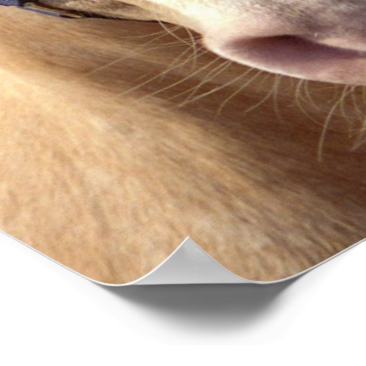 Palomino-Pony afdrukken Poster (Hoek)