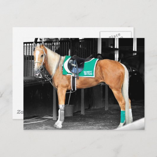 Palomino-Pony in Belmont Park Briefkaart (Voorkant / Achterkant)