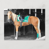 Palomino-Pony in Belmont Park Briefkaart (Voorkant)