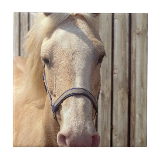 Palomino Pony Tile Tegeltje (Voorkant)