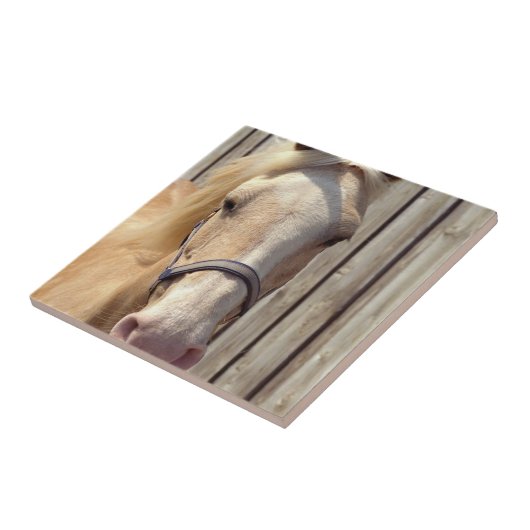 Palomino Pony Tile Tegeltje (Zijkant)