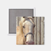 Palomino Pony vierkante magneet (Voorkant / Achterkant)