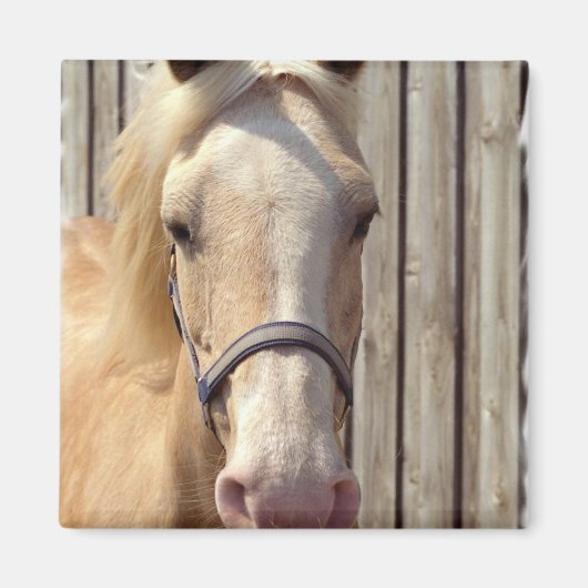 Palomino Pony vierkante magneet (Voorkant)