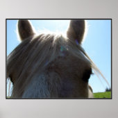 Palomino Poster (Voorkant)