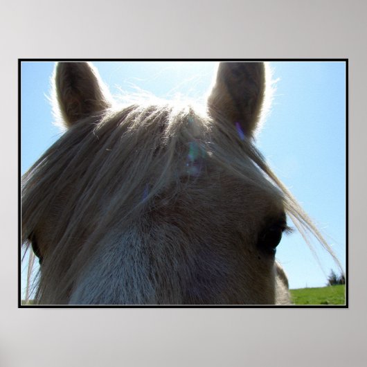 Palomino Poster (Voorkant)