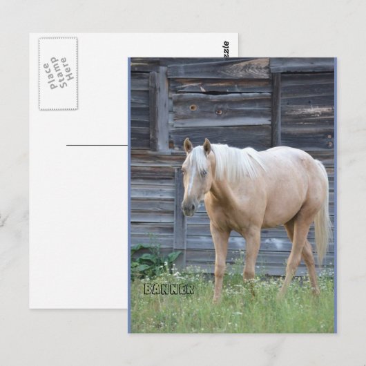 Palomino-postkaart Briefkaart (Voorkant / Achterkant)