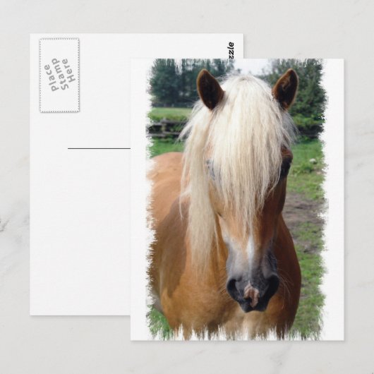 Palomino Quarter Horse Briefkaart (Voorkant / Achterkant)