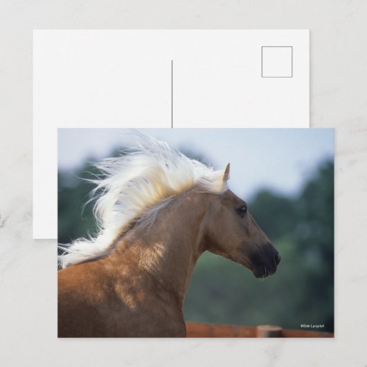 Palomino Rocky Mountain Horse Headshot Briefkaart (Voorkant / Achterkant)