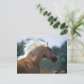 Palomino Rocky Mountain Horse Headshot Briefkaart (Staand voorkant)