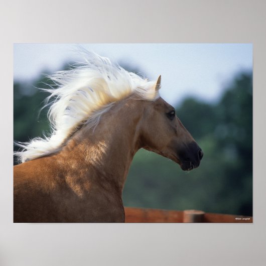 Palomino Rocky Mountain Horse Headshot Poster (Voorkant)