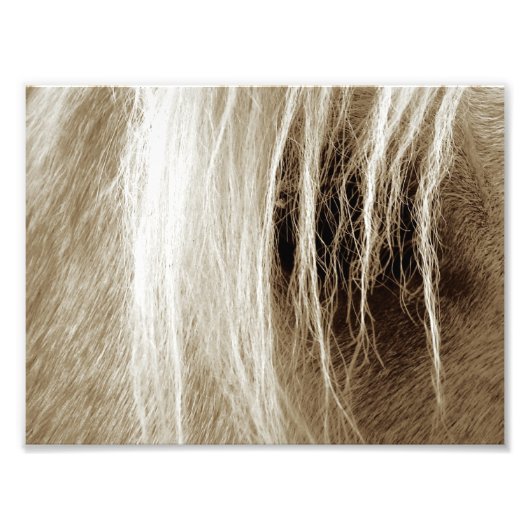 Palomino Sepia Foto Afdruk (Voorkant)