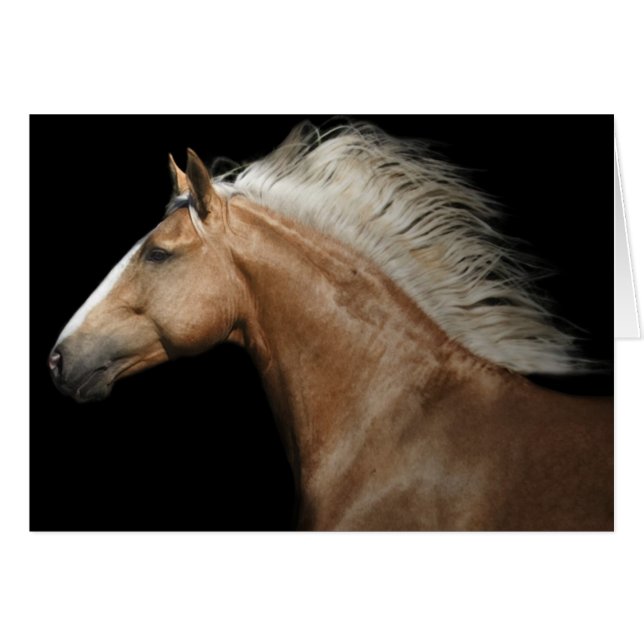 Palomino Stallion (Voorkant Horizontaal)
