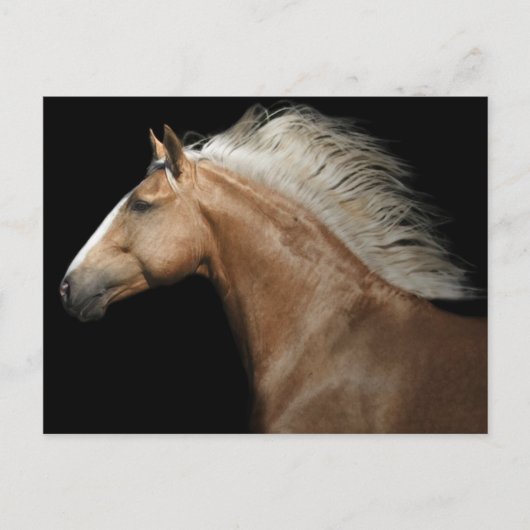 Palomino Stallion Briefkaart (Voorkant)