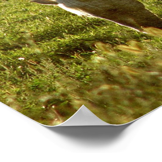 Palomino Sunset Poster (Hoek)