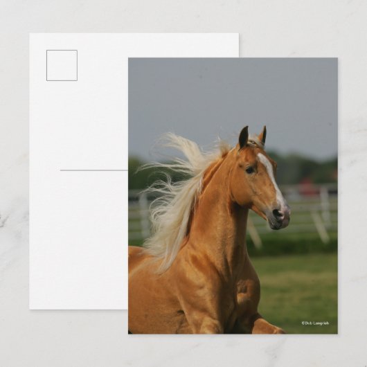 Palomino Tennesee Walking Horse Stallion Briefkaart (Voorkant / Achterkant)