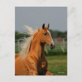 Palomino Tennesee Walking Horse Stallion Briefkaart (Voorkant)