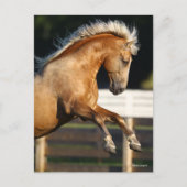 Palomino Tennessee Walker Stallion Rearing Briefkaart (Voorkant)
