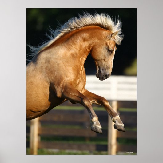 Palomino Tennessee Walker Stallion Rearing Poster (Voorkant)