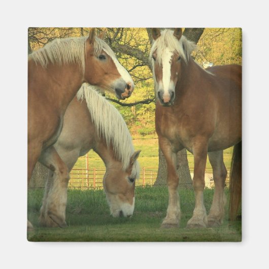Palomino trekpaarden vierkante magneet (Voorkant)