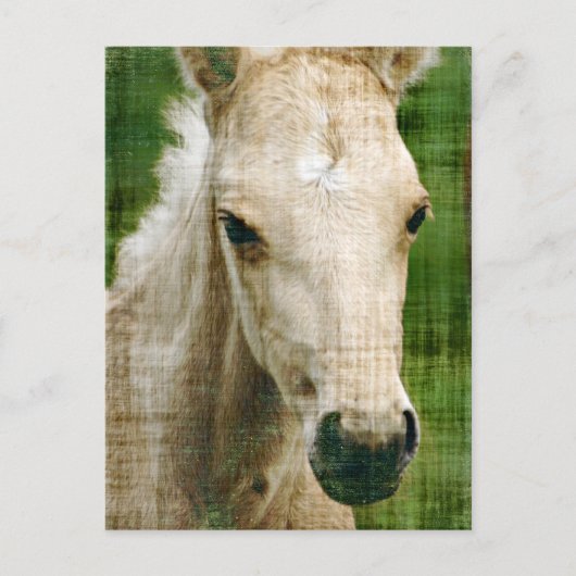 Palomino veulen briefkaart (Voorkant)