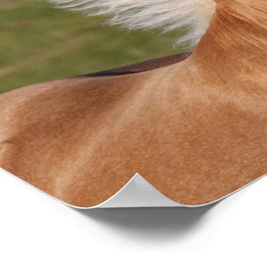 Palomino Welsh Pony Headhot Mane Flow Poster (Hoek)