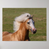 Palomino Welsh Pony Headhot Mane Flow Poster (Voorkant)