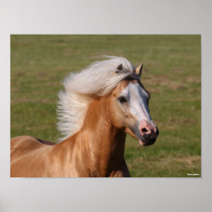 Palomino Welsh Pony Headhot Mane Flow Poster