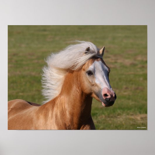 Palomino Welsh Pony Headhot Mane Flow Poster (Voorkant)