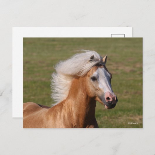 Palomino Welsh Pony Headhot Mane Flowing Briefkaart (Voorkant / Achterkant)
