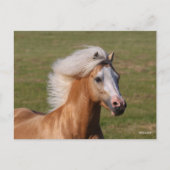 Palomino Welsh Pony Headhot Mane Flowing Briefkaart (Voorkant)