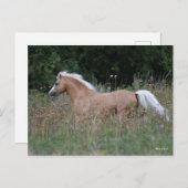 Palomino Welsh Pony met lange gras Briefkaart (Voorkant / Achterkant)
