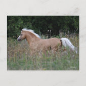 Palomino Welsh Pony met lange gras Briefkaart (Voorkant)