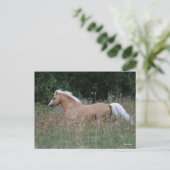 Palomino Welsh Pony met lange gras Briefkaart (Staand voorkant)