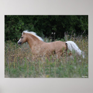 Palomino Welsh Pony met lange gras Poster