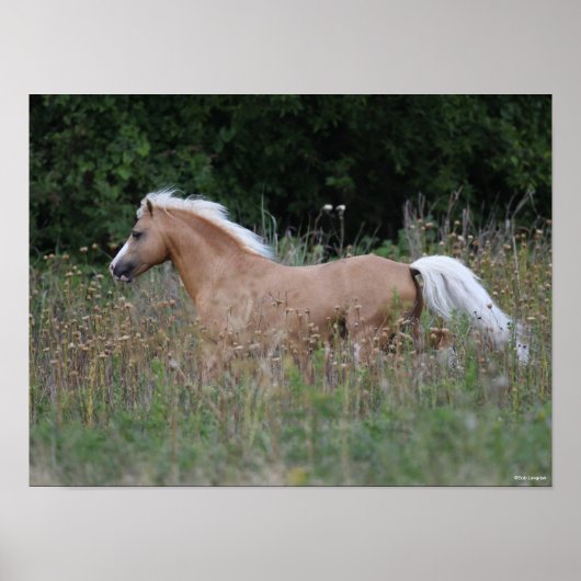Palomino Welsh Pony met lange gras Poster (Voorkant)