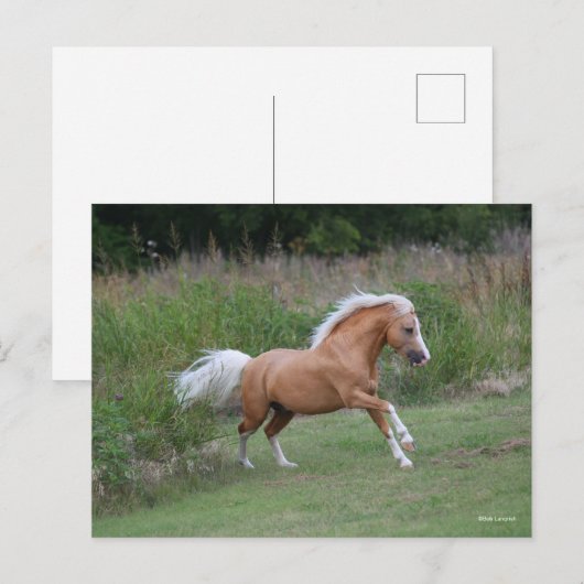 Palomino Welsh Pony Stallion Running Briefkaart (Voorkant / Achterkant)