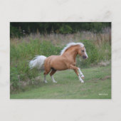 Palomino Welsh Pony Stallion Running Briefkaart (Voorkant)