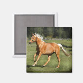 palominoenergie magneet (Voorkant / Achterkant)