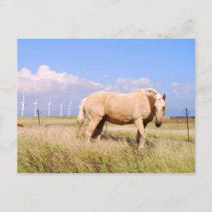 Palominopaarden met Briefkaart van windmolens
