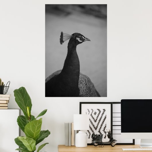 Palos Verdes Peacock Poster (Thuiskantoor)