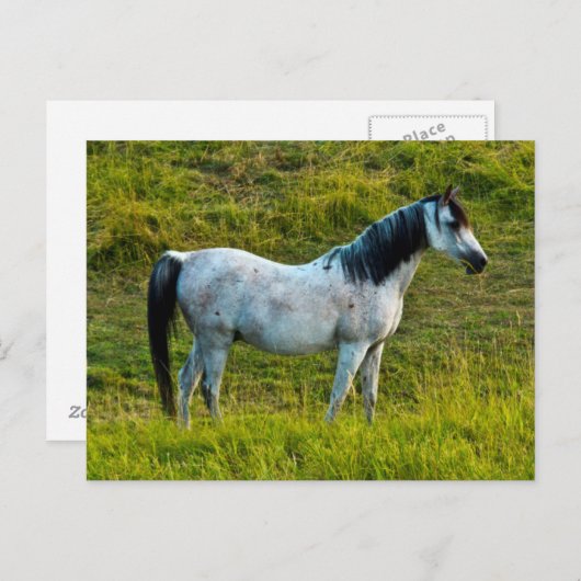 Palouse, Colfax, Palouse Area, Washington Briefkaart (Voorkant / Achterkant)