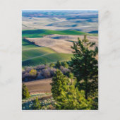 Palouse land - oostelijk Washington Briefkaart (Voorkant)