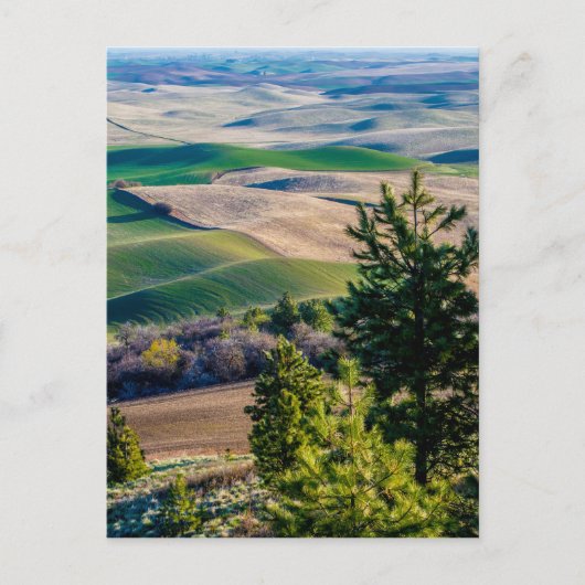 Palouse land - oostelijk Washington Briefkaart (Voorkant)