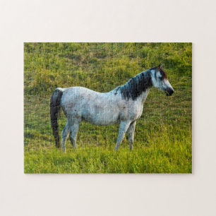Palouse paard, Colfax, Palouse gebied, Washington Legpuzzel