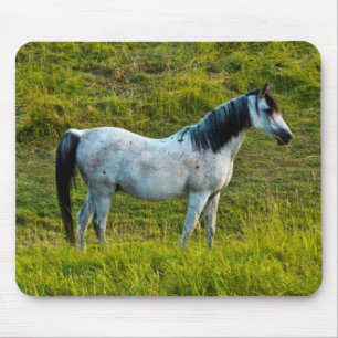 Palouse paard, Colfax, Palouse gebied, Washington Muismat