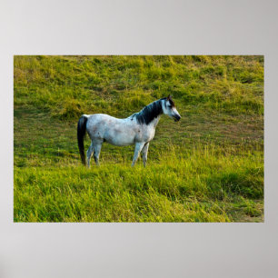 Palouse paard, Colfax, Palouse gebied, Washington Poster