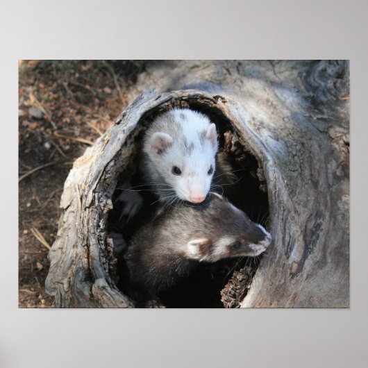 Pals afdrukken poster (Voorkant)