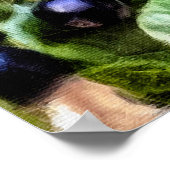 Pamela Storch - Blueberry Struik Serenade Poster (Hoek)