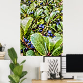 Pamela Storch - Blueberry Struik Serenade Poster (Thuiskantoor)
