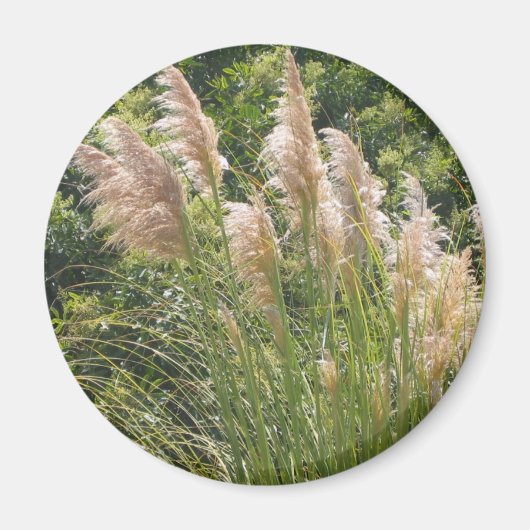 Pampas gras magneet (Voorkant)